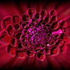 Le dahlia rouge 