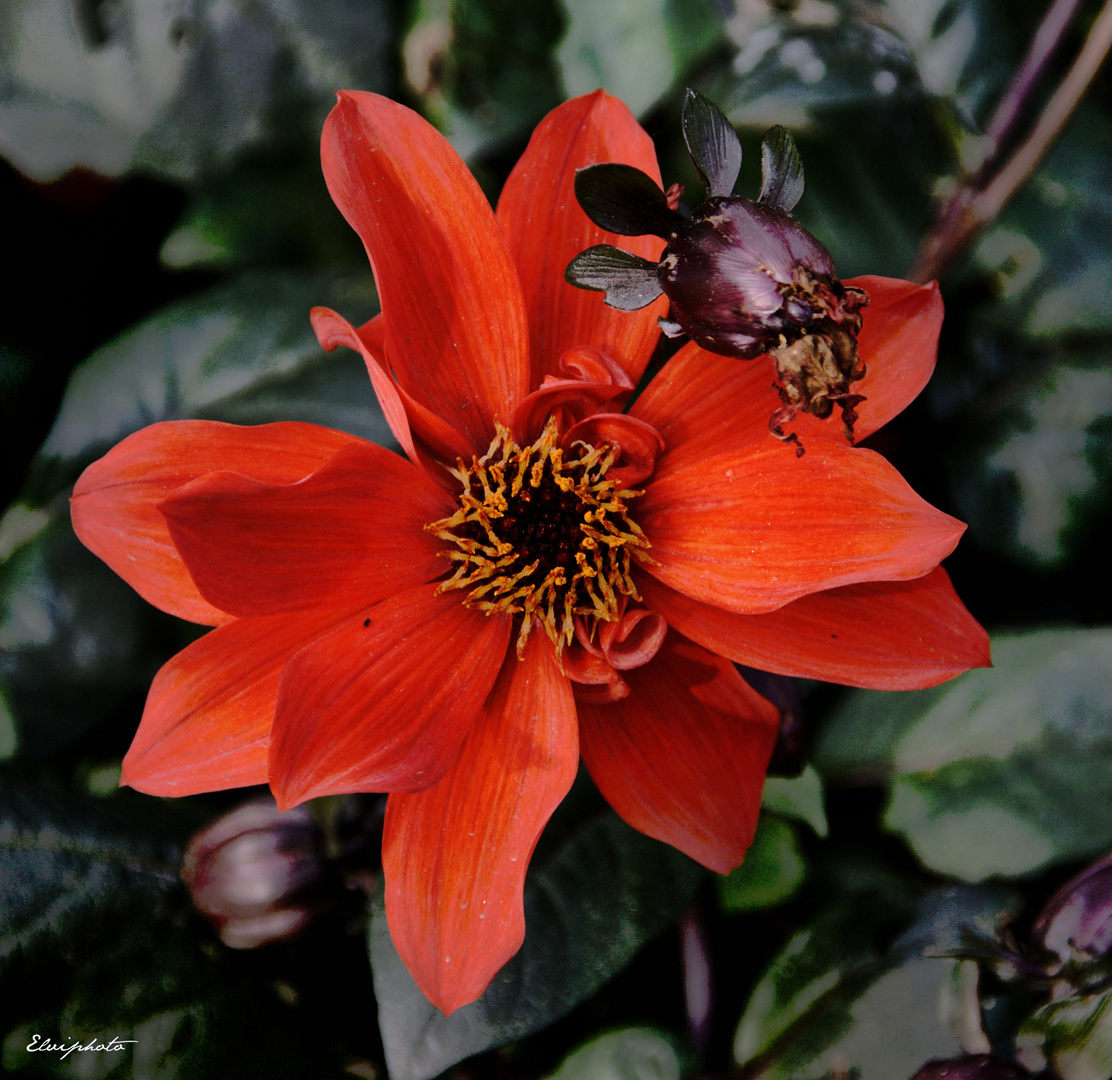 Le dahlia rouge 