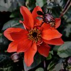 Le dahlia rouge 