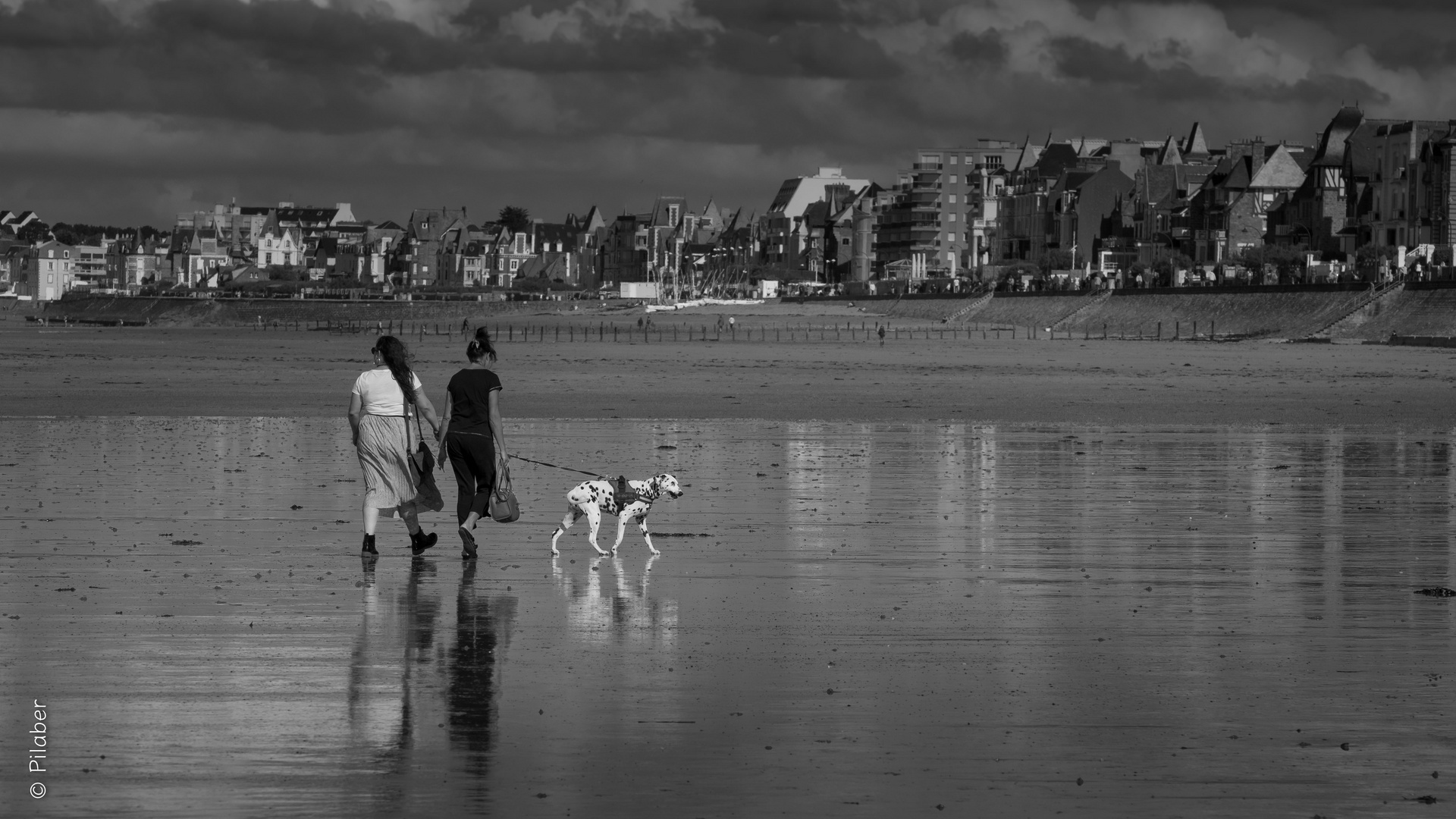 Le dalmatien de St.Malo