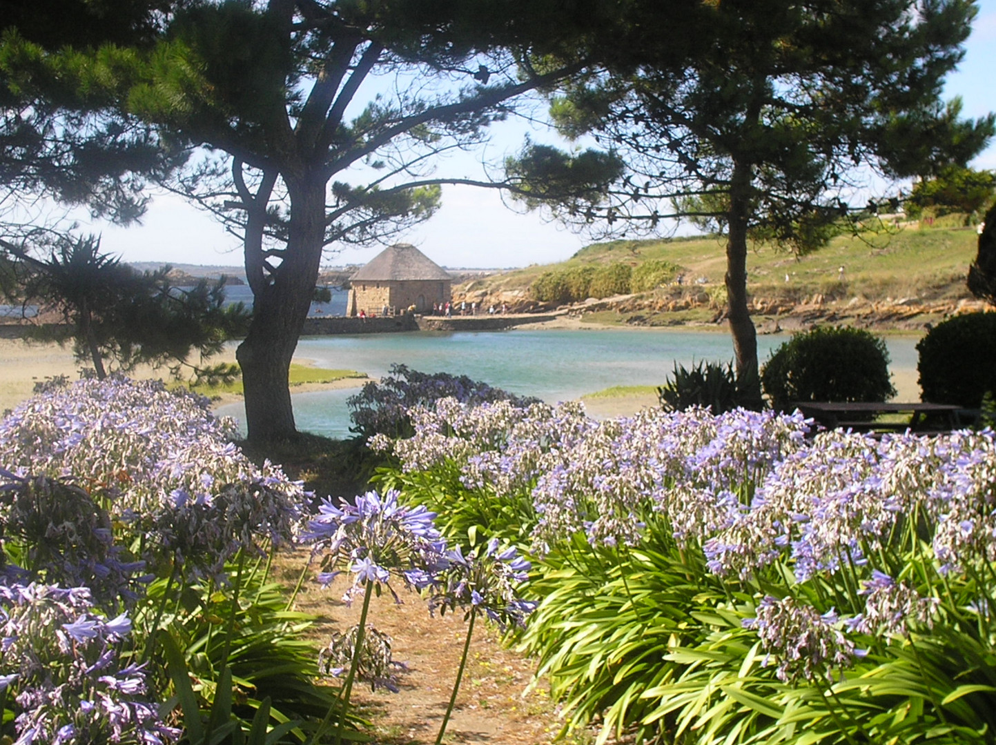 île de Bréhat - vue sur le moulin.