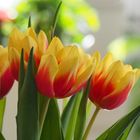 Le début du temps des tulipes