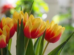 Le début du temps des tulipes