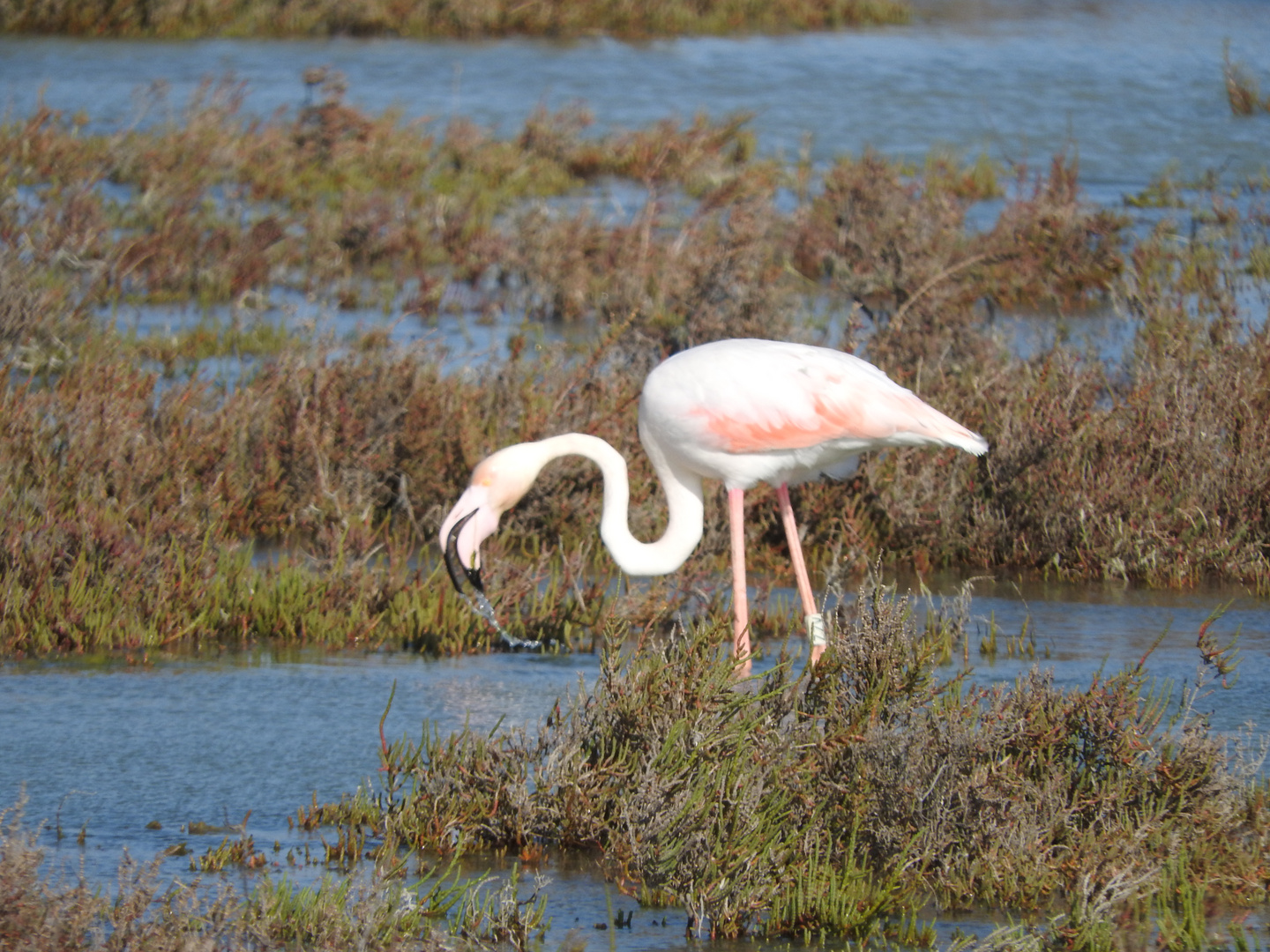 le déjeuner a sonné pour ce beau flamant rose