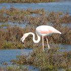 le déjeuner a sonné pour ce beau flamant rose