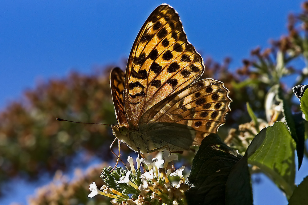 Le déjeuner sur la fleur