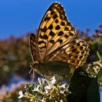 Le déjeuner sur la fleur