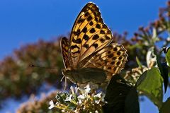 Le déjeuner sur la fleur