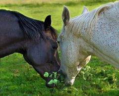 Le Déjeuner sur l'herbe