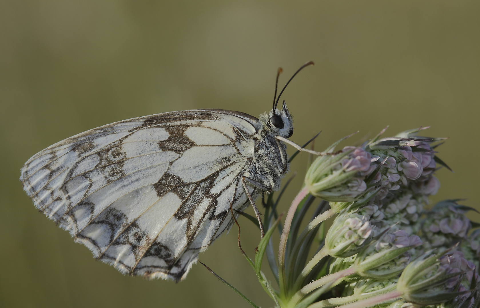 le demi-deuil (Melanargia galathea )