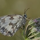 le demi-deuil (Melanargia galathea )