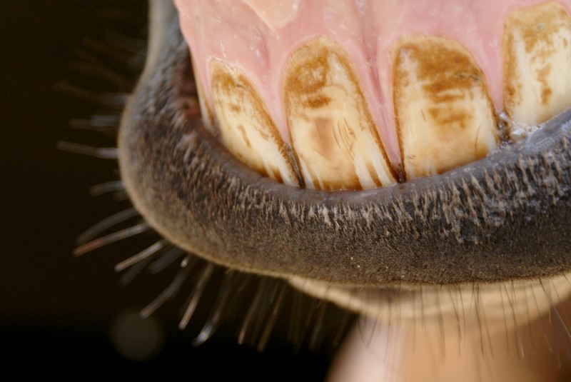 Le dentiste est passé,un beau sourire pour la photographe .... merci !