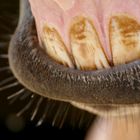 Le dentiste est passé,un beau sourire pour la photographe .... merci !