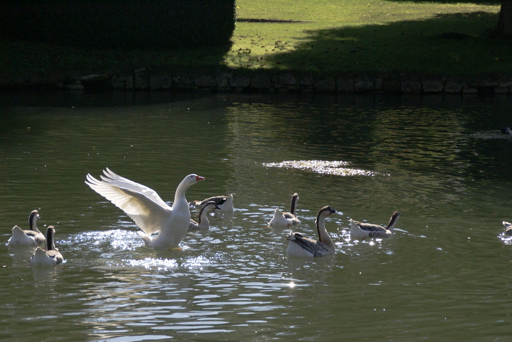 Le départ du cygne