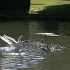 Le départ du cygne