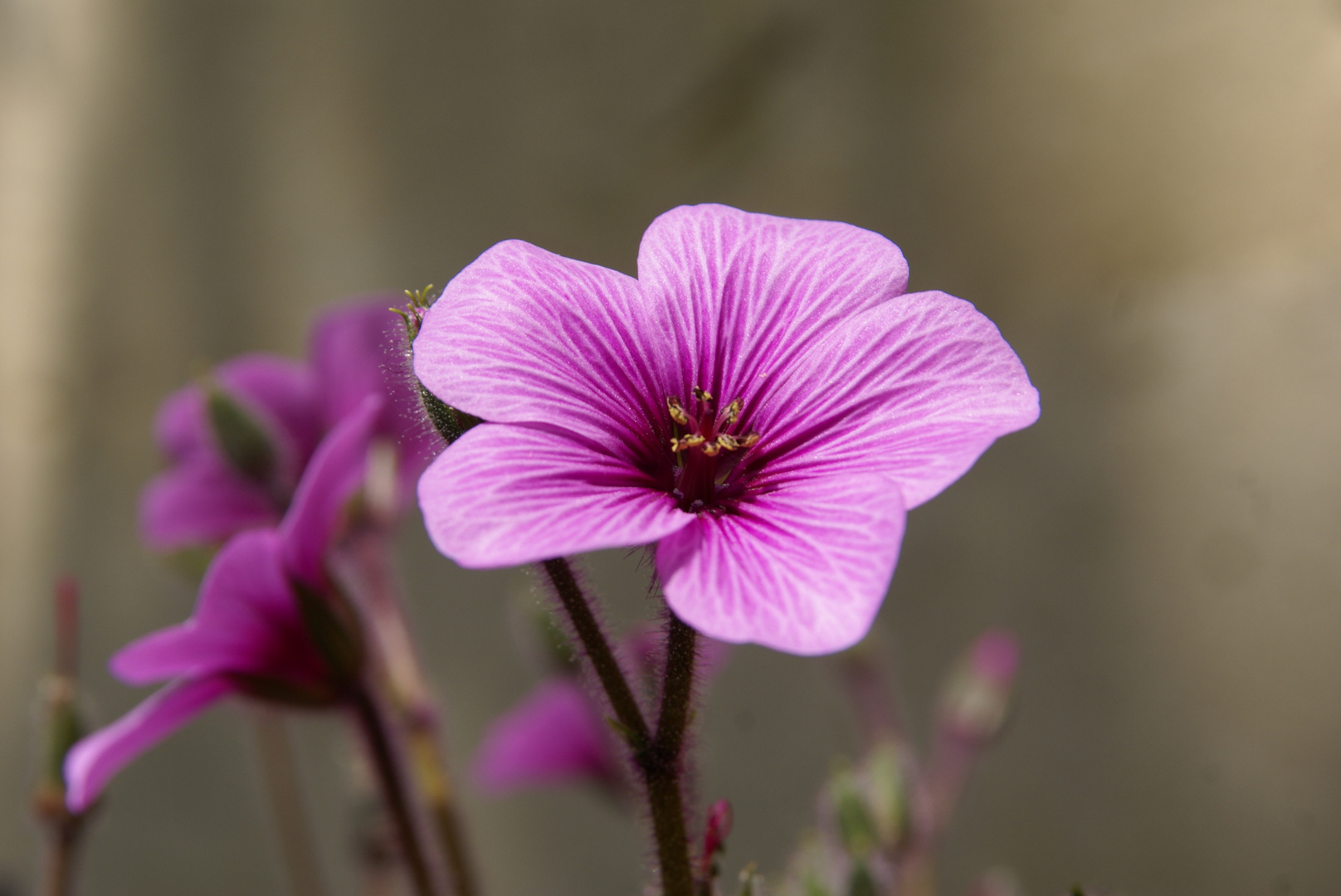 Le dernier né au jardin