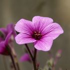 Le dernier né au jardin