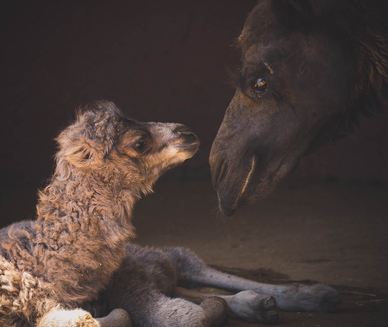 Le dernier né du zoo d'Athènes (2020) sous le regard de sa Maman