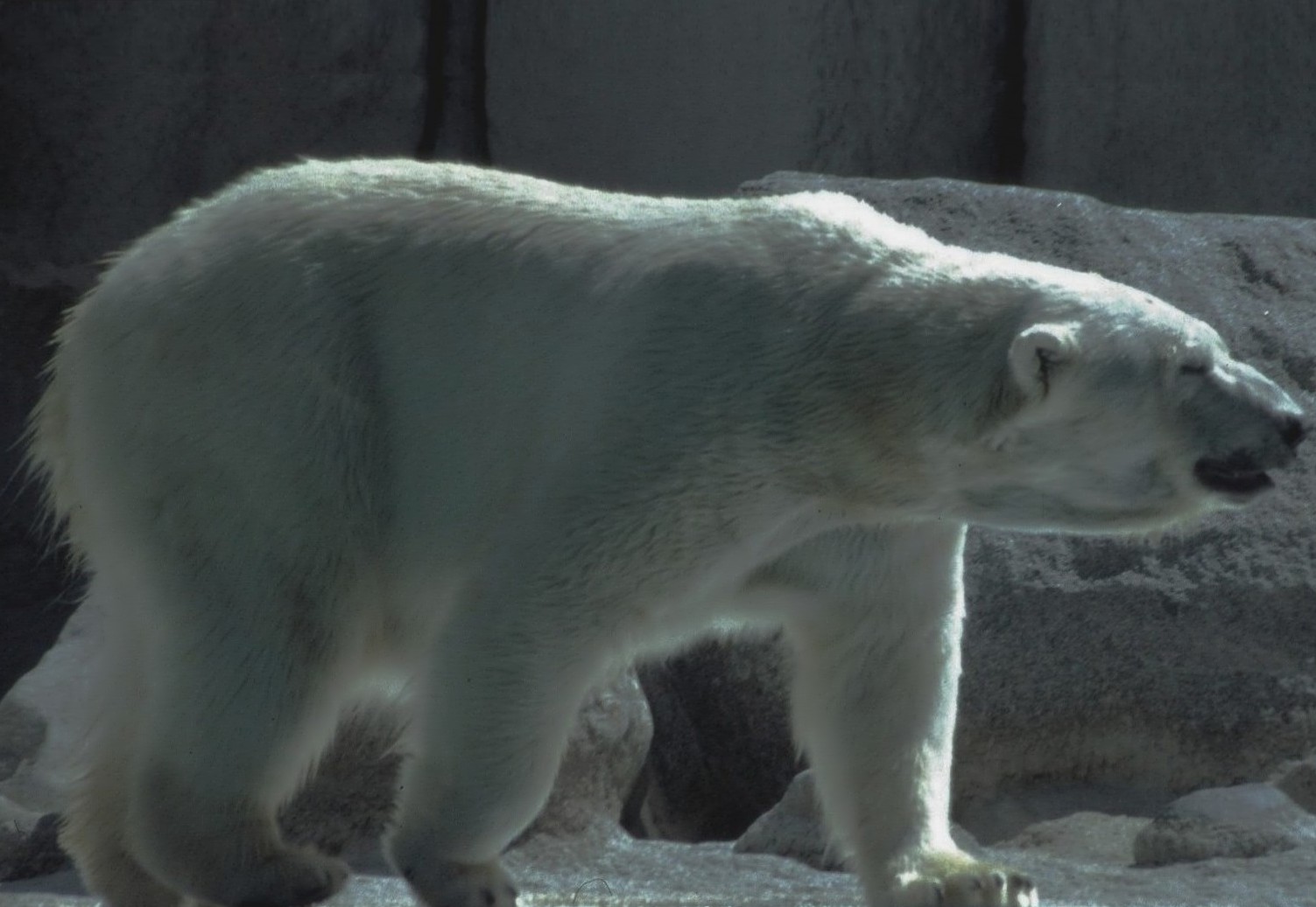 LE DERNIER OURS