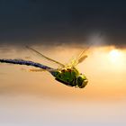 Le dernier vol avant l'orage...! - Der letzte Flug vor dem Sturm ...!