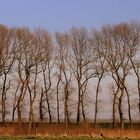 Le derniere marche des Ents  - Last Ents walk