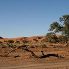 Le désert du Namib