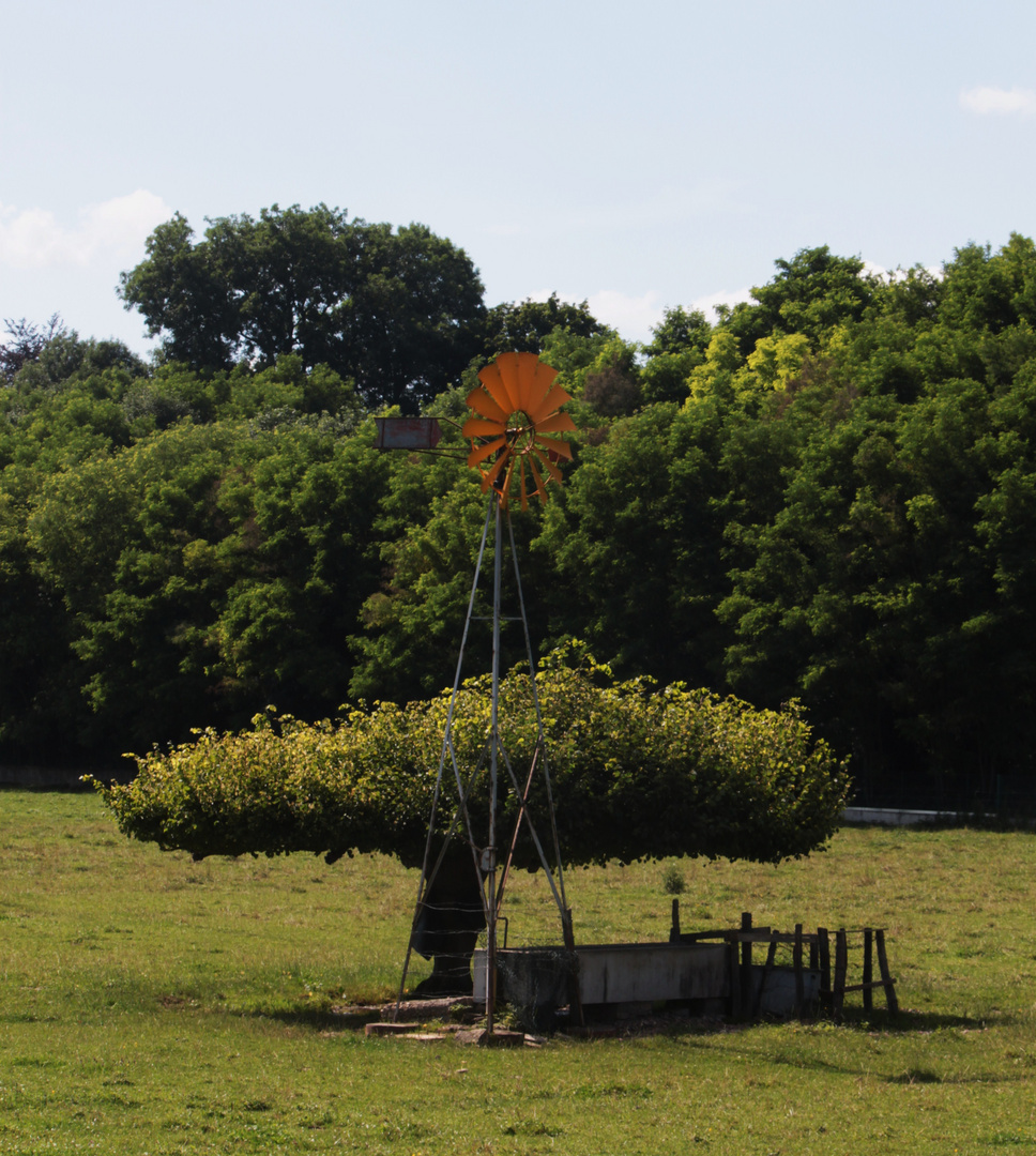 le d'hélice d'un arbre