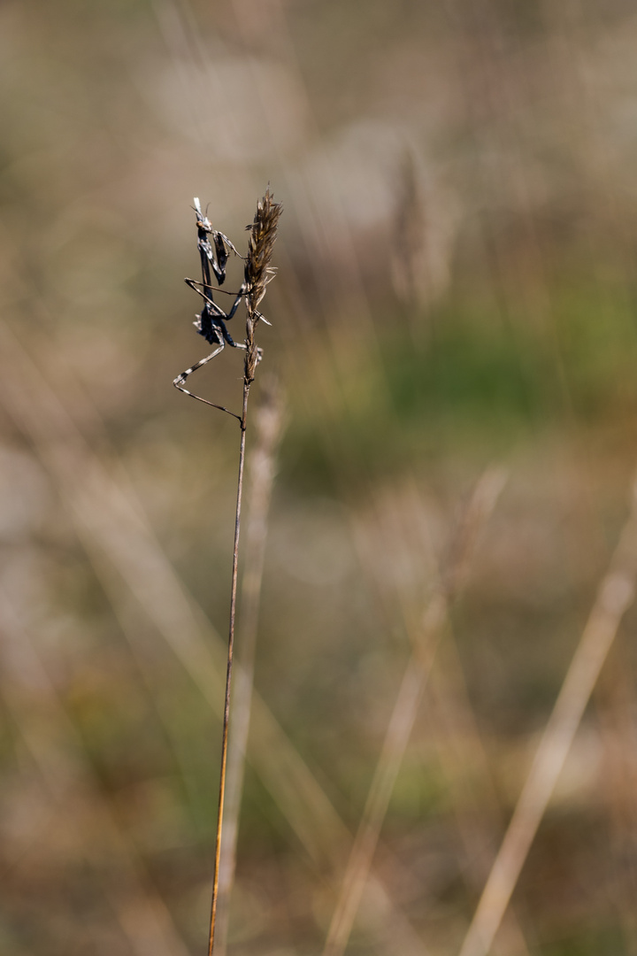 Le diablotin (Empusa pennata)