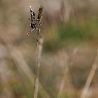 Le diablotin (Empusa pennata)