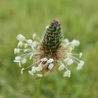 le dimanche, dites le avec des fleurs