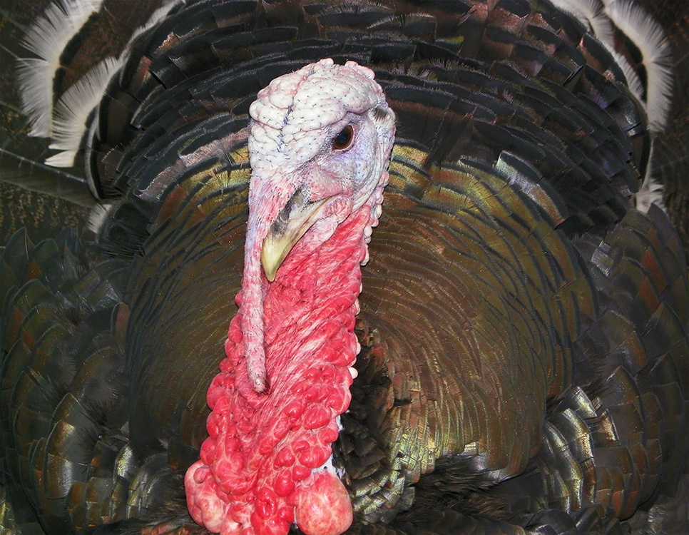 Le dindon photo et image animaux, animaux domestiques, autres Images