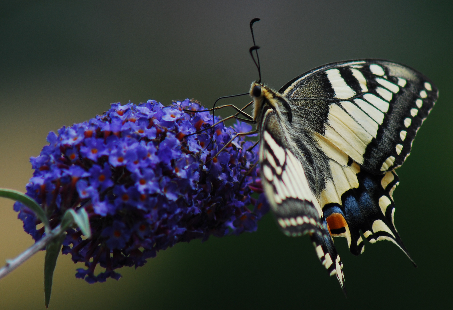 Le diner du Machaon