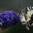 Le diner du Machaon