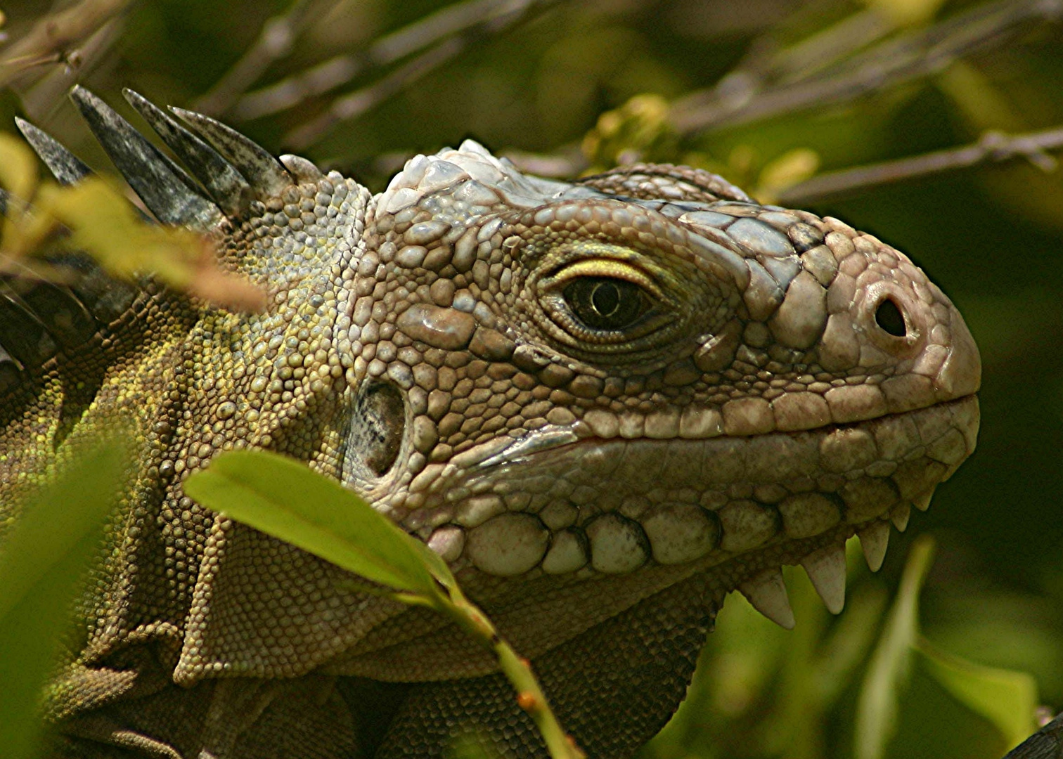 LE DINOSAURE DE PETITE TERRE