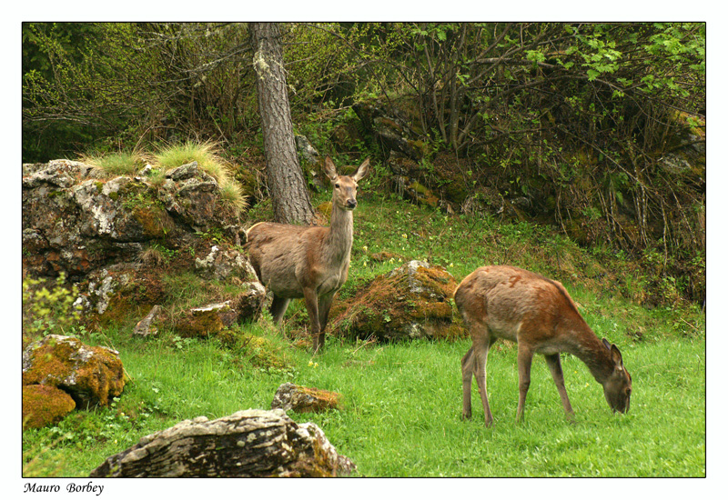 Le discrete abitanti del bosco: