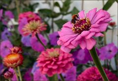 Le dîner de l`abeille!!