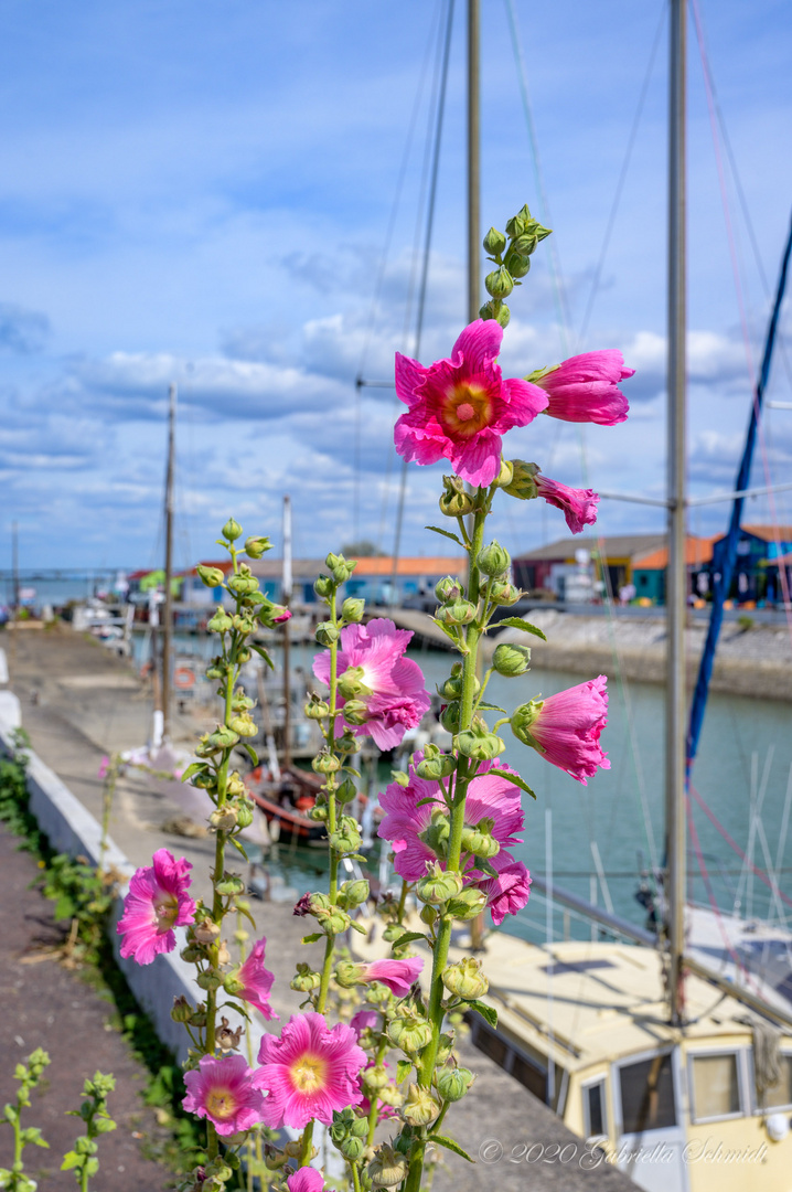 Île d’Oléron - Saint-Trojan-les-Bains