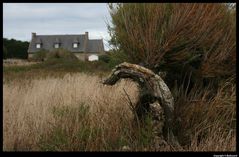 " Le dragon au coin de la lande "