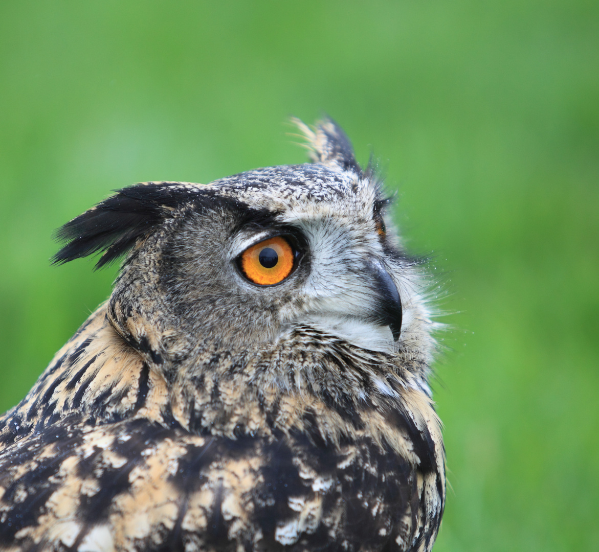 Le Duc à Terres d'Oiseaux (Gironde)