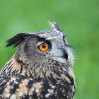 Le Duc à Terres d'Oiseaux (Gironde)