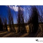 Le dune di Texel