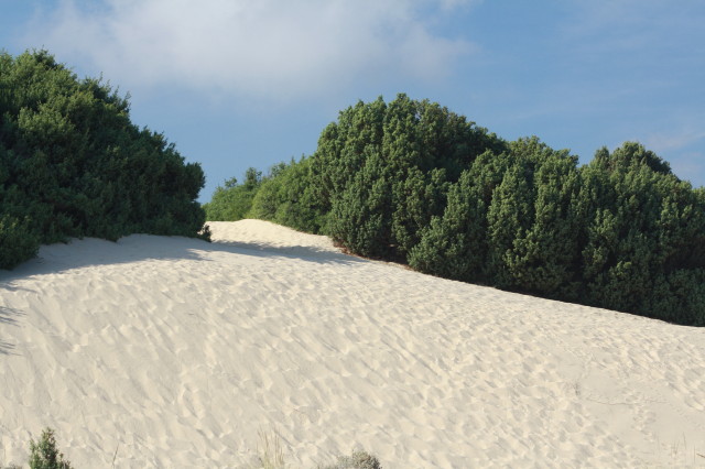 Le dune sulle spiagge di Su Giudeu