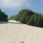 Le dune sulle spiagge di Su Giudeu