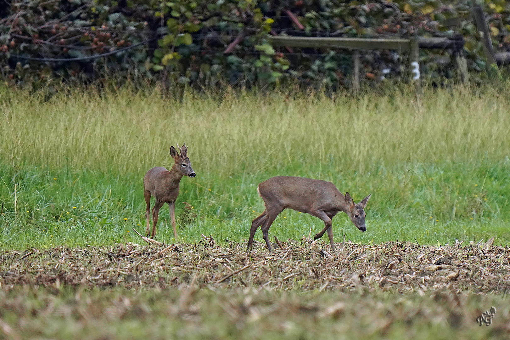 Le duo  de chevreuils