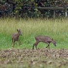 Le duo  de chevreuils