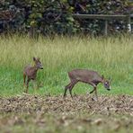 Le duo  de chevreuils