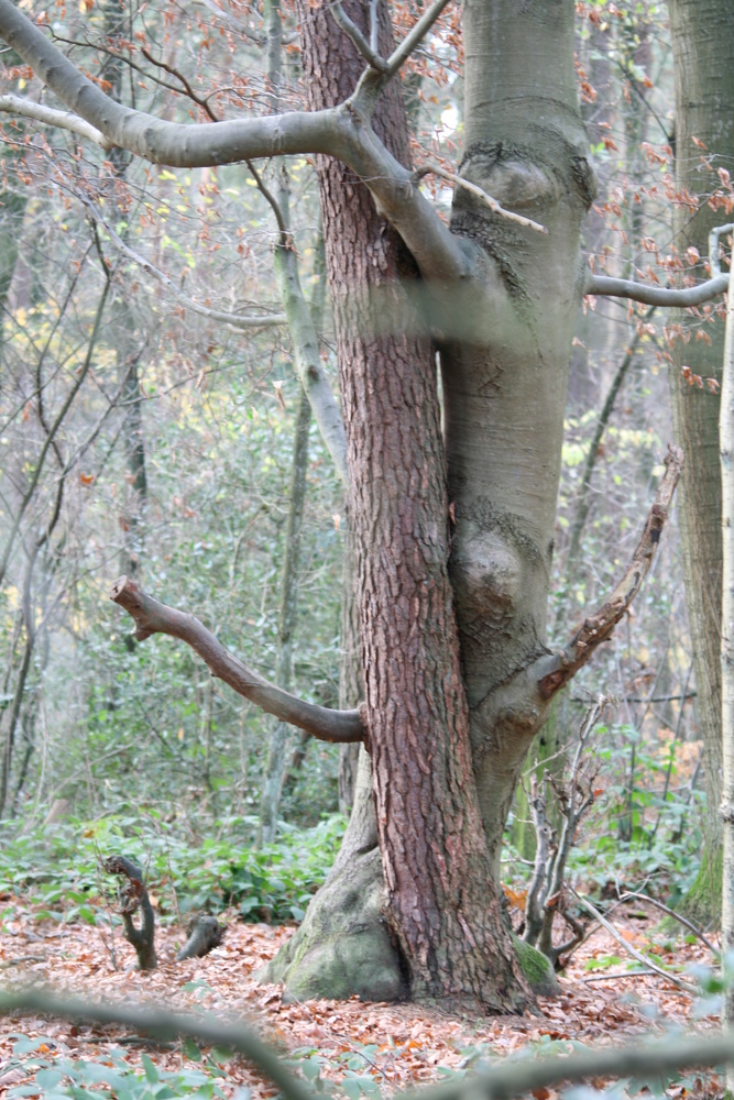 Le duo de la Forêt.