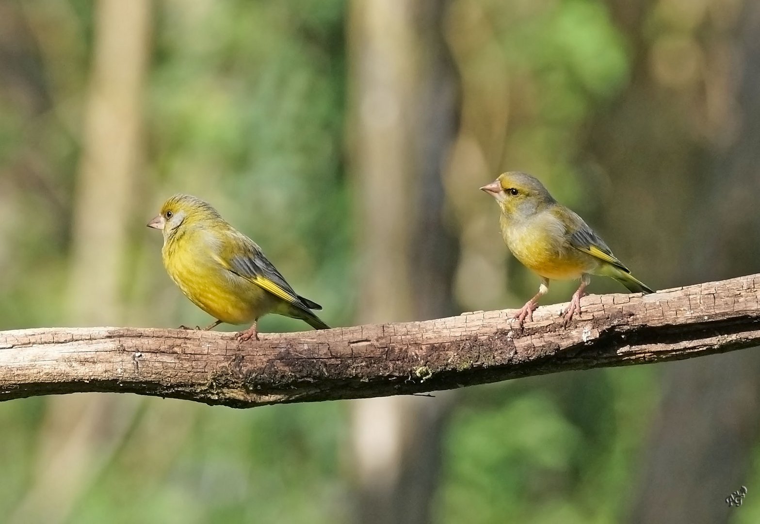 Le duo de verdiers