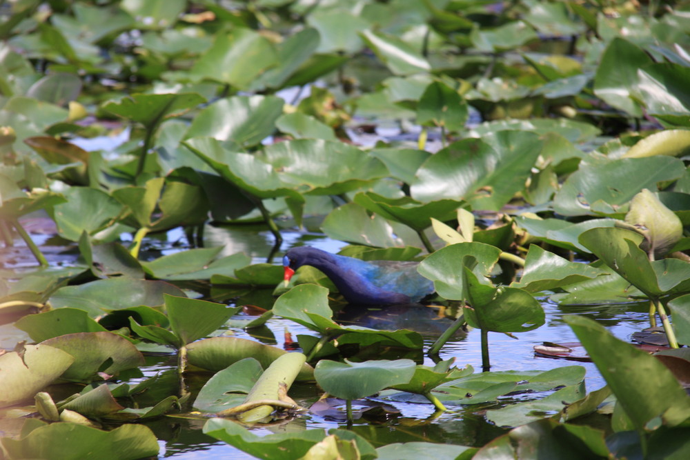 le everglades