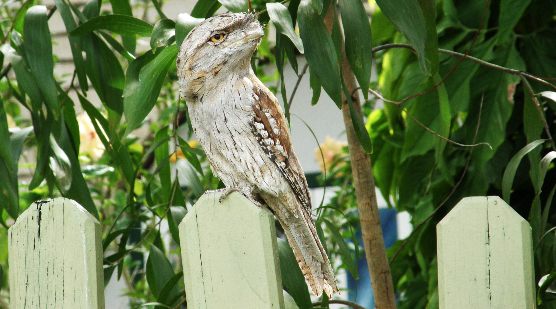 Le fameu Frogmouth.